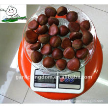 40-60/kg Fresh Chestnut
